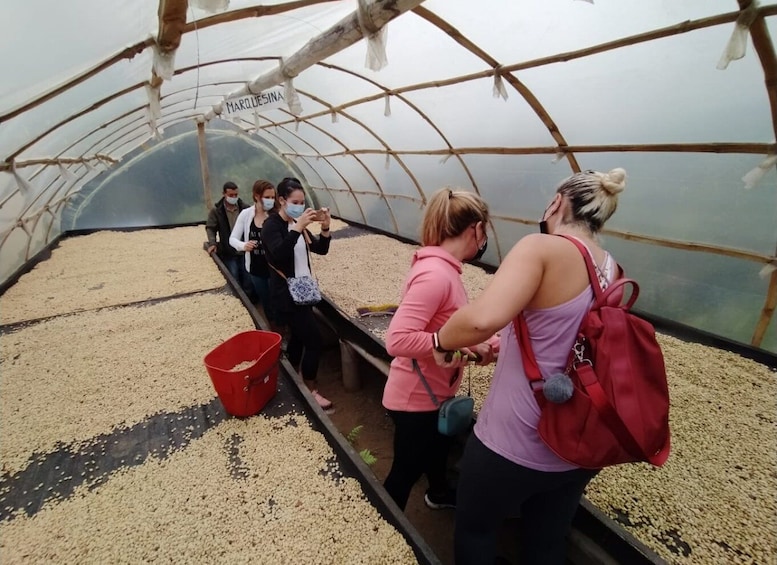 Picture 1 for Activity From Medellin: Private Envigado Coffee Tour with Tastings