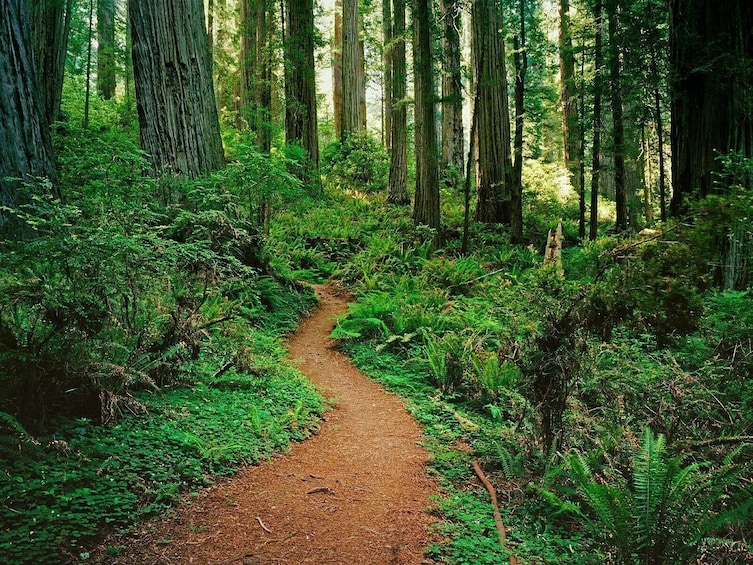 BEST Redwood&Crater Lake National Park&Oregon 3-Day Tour from San Francisco