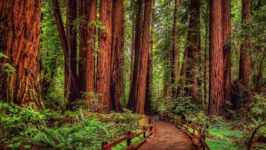 BEST Redwood&Crater Lake National Park&Oregon 3-Day Tour from San Francisco
