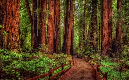 Redwood&Crater Lake National Park&Oregon 3 jours excursion depuis San Franc...