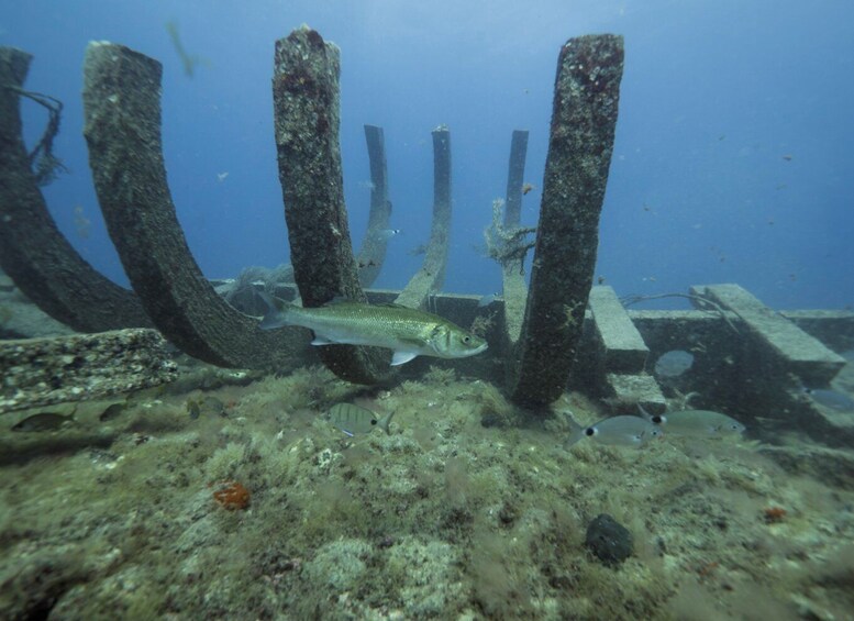 Picture 8 for Activity Puerto de Mogán: Submarine Tour