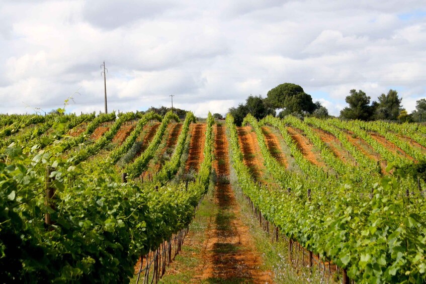 Picture 2 for Activity Algarve: 3 Types of Wine Tastings with Vineyard Views