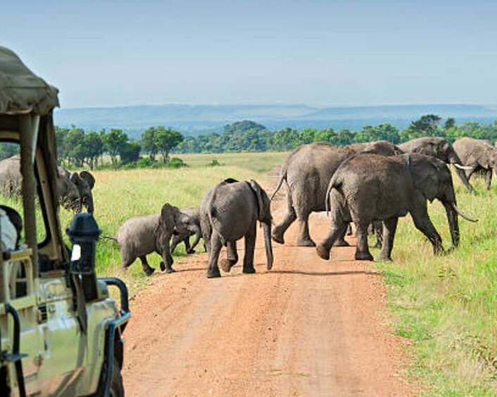 From Nairobi: 2-Day Masai Mara Private Safari with Meals