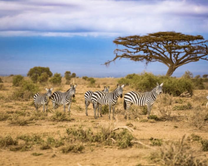 Picture 6 for Activity From Nairobi: 2-Day Masai Mara Private Safari with Meals