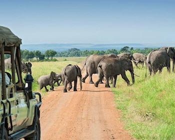 Dari Nairobi: Safari Pribadi Masai Mara 2 Hari dengan Makanan