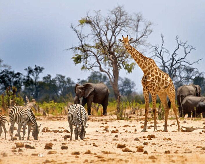 Picture 5 for Activity From Nairobi: 2-Day Masai Mara Private Safari with Meals