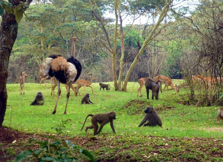 Picture 4 for Activity From Nairobi: 2-Day Masai Mara Private Safari with Meals