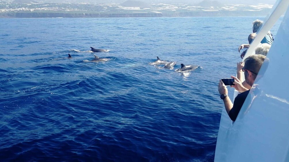 Picture 7 for Activity From Tazacorte: Fast Yacht Tour of La Palma