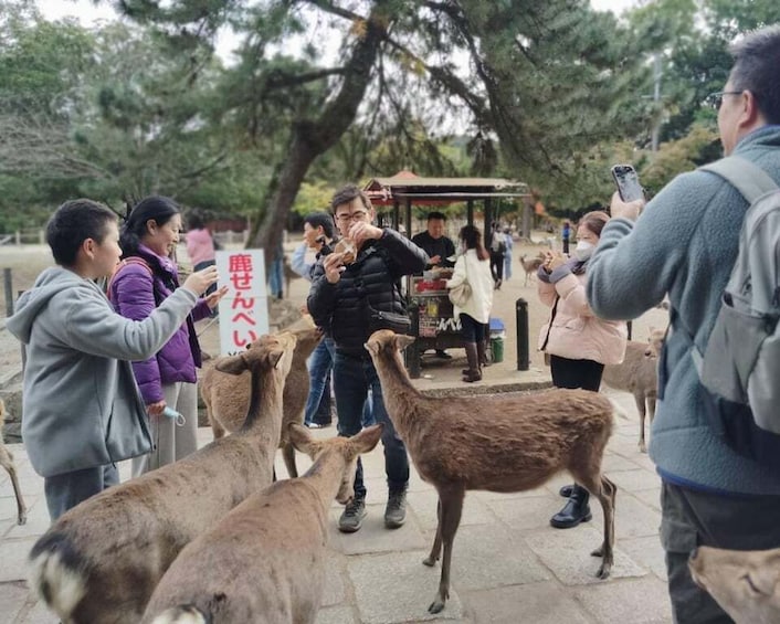 Picture 9 for Activity From Osaka/Kyoto: Kyoto and Nara 1-Day Bus Tour