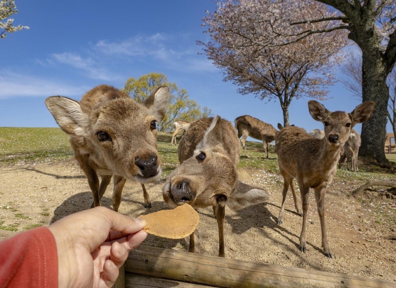 Picture 2 for Activity From Osaka/Kyoto: Kyoto and Nara 1-Day Bus Tour