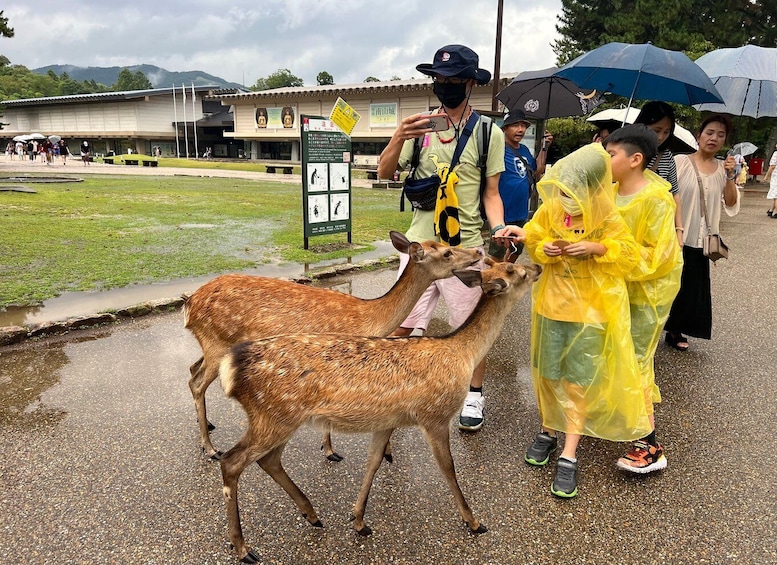 Picture 8 for Activity From Osaka/Kyoto: Kyoto and Nara 1-Day Bus Tour