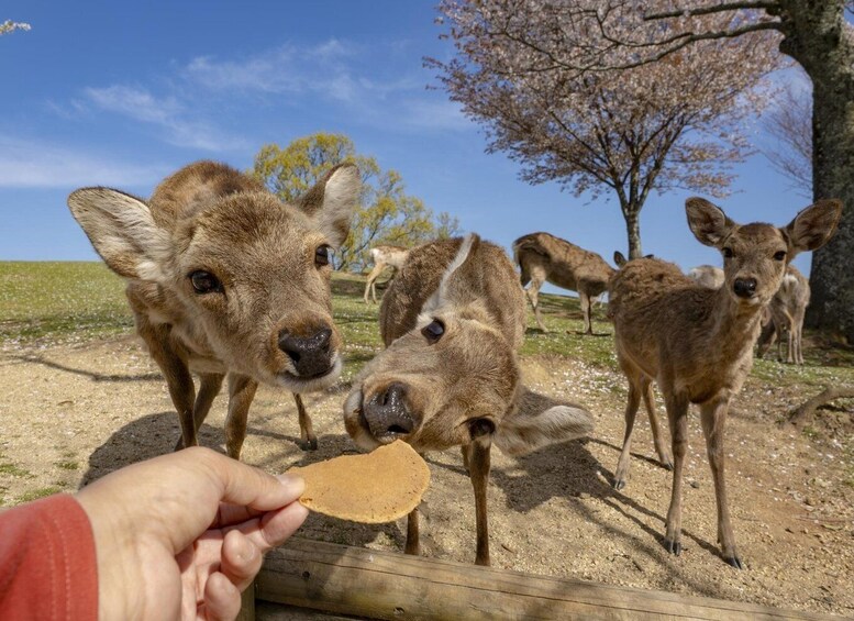 Picture 7 for Activity From Osaka/Kyoto: Kyoto and Nara Guided Bus Tour