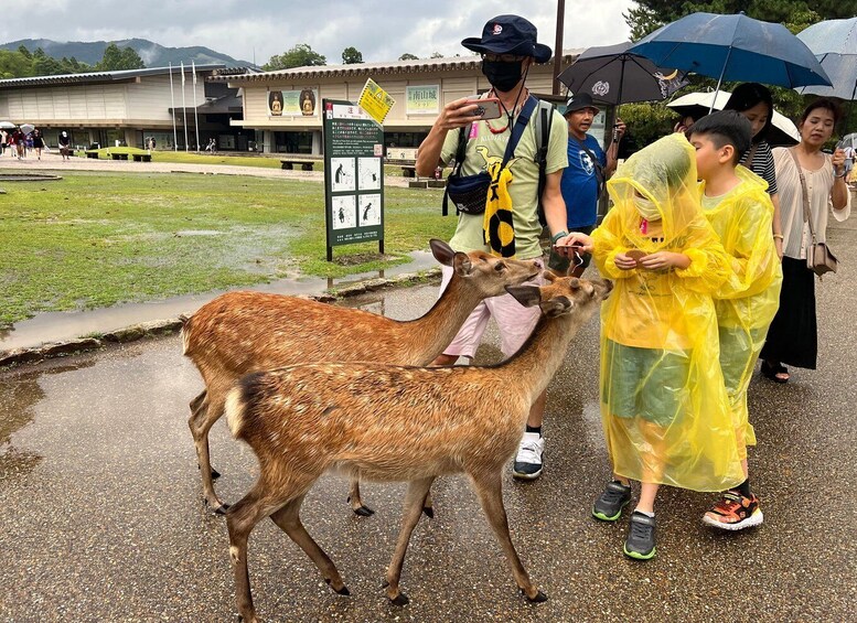Picture 6 for Activity From Osaka/Kyoto: Kyoto and Nara Guided Bus Tour