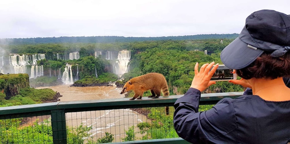 Picture 2 for Activity From Puerto Iguazu: Brazilian Falls with Boat Adventure