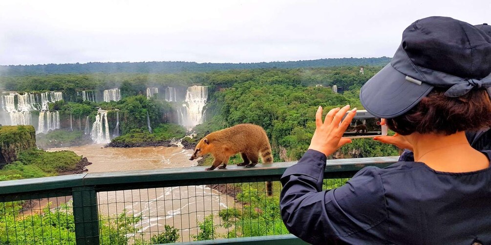 Picture 2 for Activity From Puerto Iguazu: Brazilian Falls with Boat Adventure