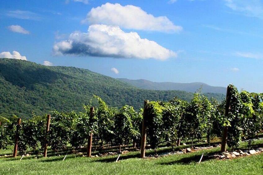 Full-Day Wine Country Wine Tastings From Atlanta & Outlet Shopping