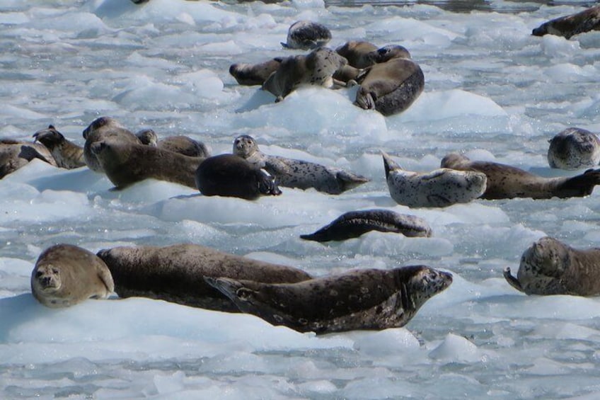 Harbor Seals