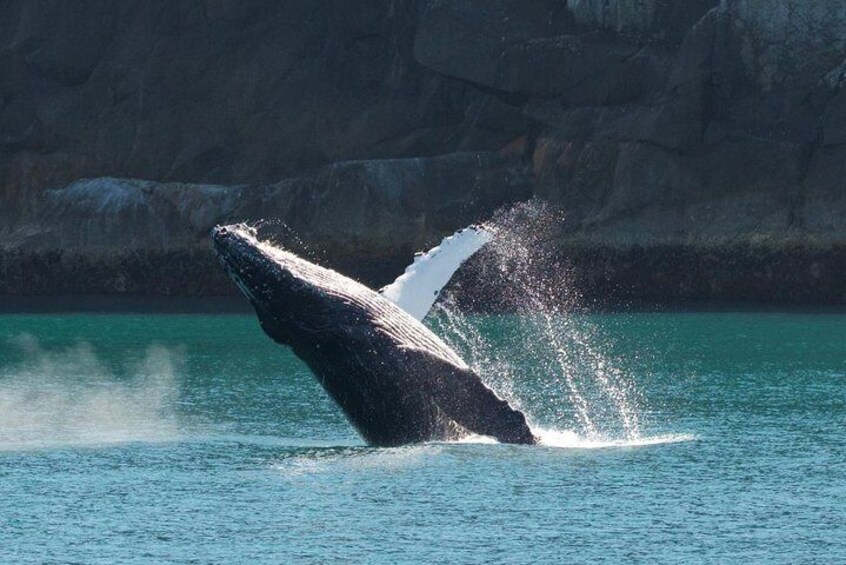 Humpback Whale