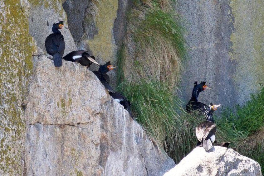 Red-faced Cormorants