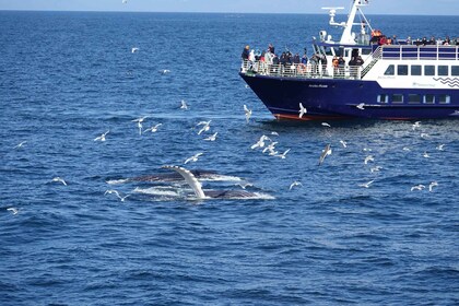 Reykjavík: Cruise med hvalsafari og marint liv