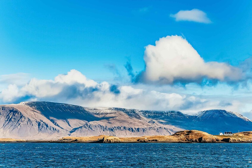 Picture 2 for Activity Reykjavík: Whale Watching and Marine Life Cruise