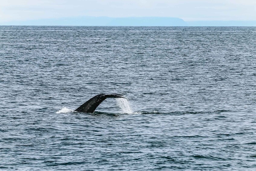 Picture 1 for Activity Reykjavík: Whale Watching and Marine Life Cruise