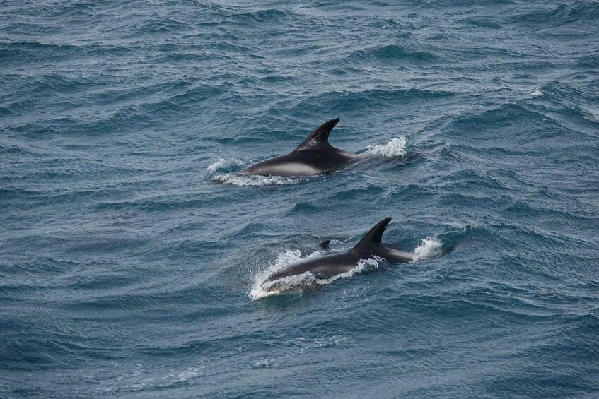 Picture 15 for Activity Reykjavík: Whale Watching and Marine Life Cruise