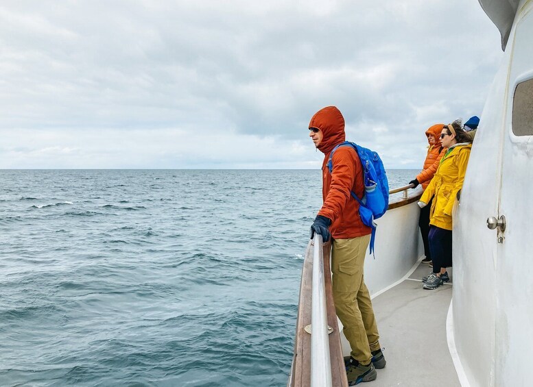 Picture 9 for Activity Reykjavík: Whale Watching and Marine Life Cruise