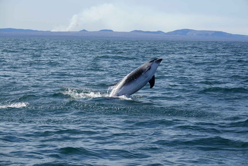 Picture 18 for Activity Reykjavík: Whale Watching and Marine Life Cruise