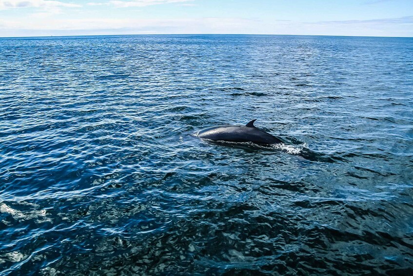 Picture 6 for Activity Reykjavík: Whale Watching and Marine Life Cruise