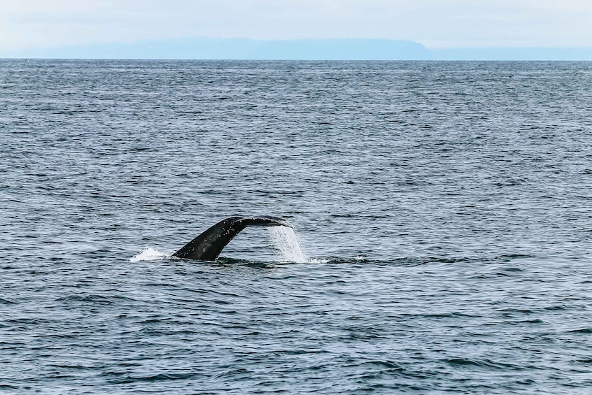 Picture 2 for Activity Reykjavík: Whale Watching and Marine Life Cruise