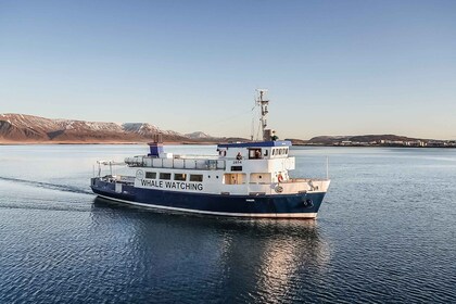 Reikiavik: crucero de observación de ballenas y vida marina