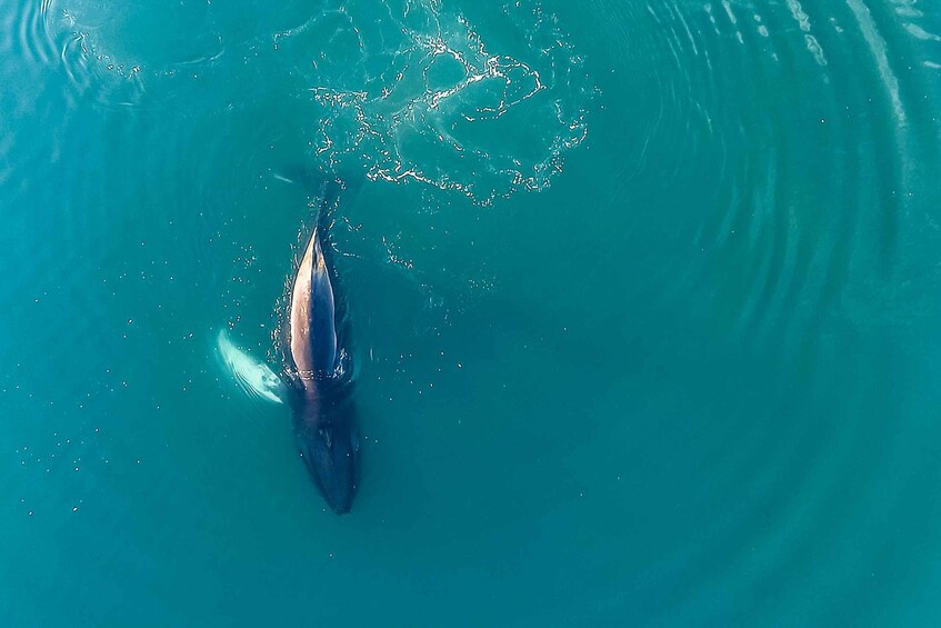 Picture 7 for Activity Reykjavík: Whale Watching and Marine Life Cruise