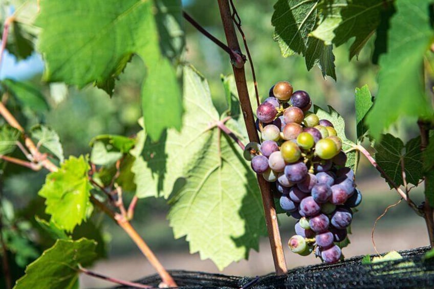 Grapes on the vine