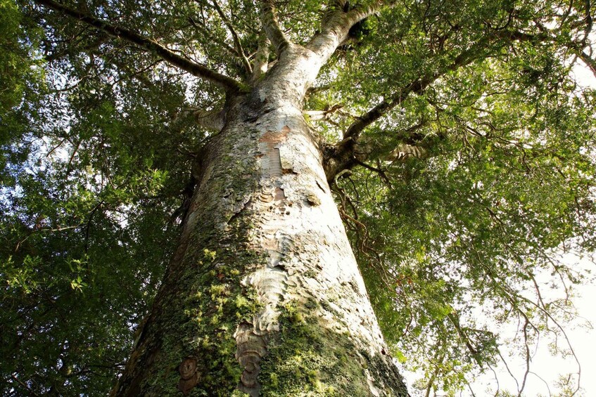 Picture 3 for Activity Waitangi: Kawiti Glow Worm Cave & Opua Kauri Forest Walk
