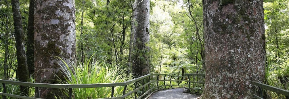 Picture 3 for Activity Kawiti Glow Worm Cave Tour & Opua Kauri Forest Walk