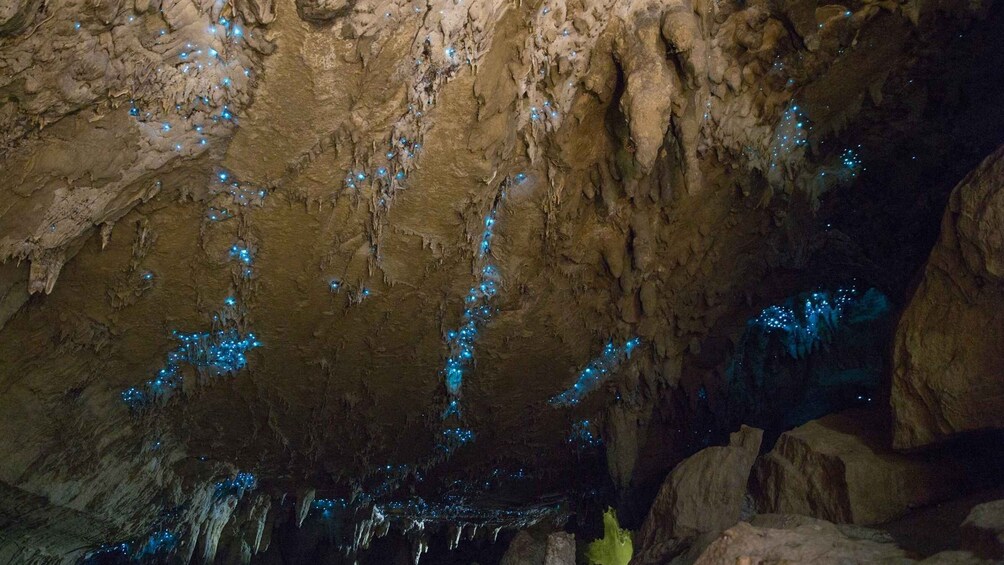 Picture 1 for Activity Waitangi: Kawiti Glow Worm Cave & Opua Kauri Forest Walk