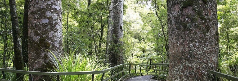 Picture 4 for Activity Waitangi: Kawiti Glow Worm Cave & Opua Kauri Forest Walk