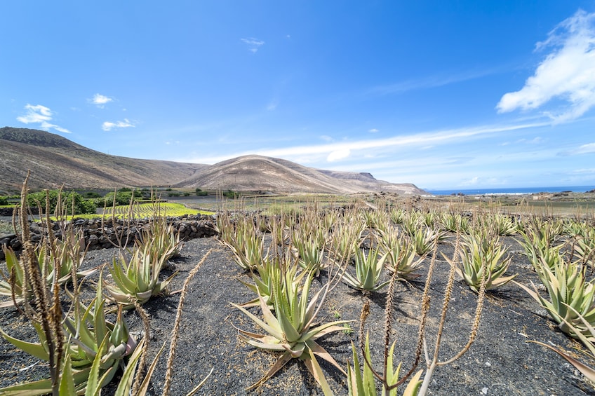 Lanzarote Volcanoes Tour departing from Fuerteventura