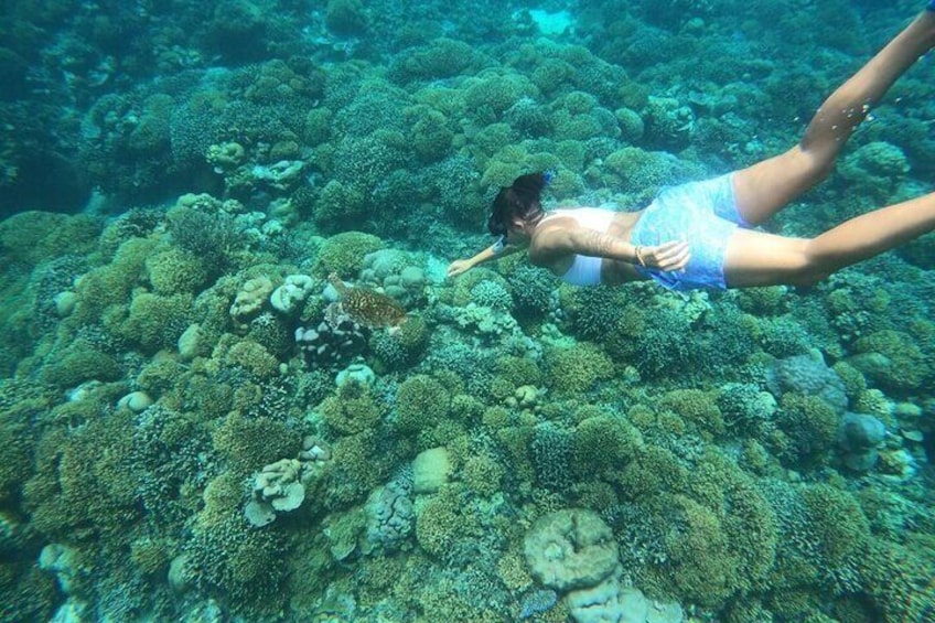 Half-Day Private Guided Snorkeling Trip By Glass Bottom Boat