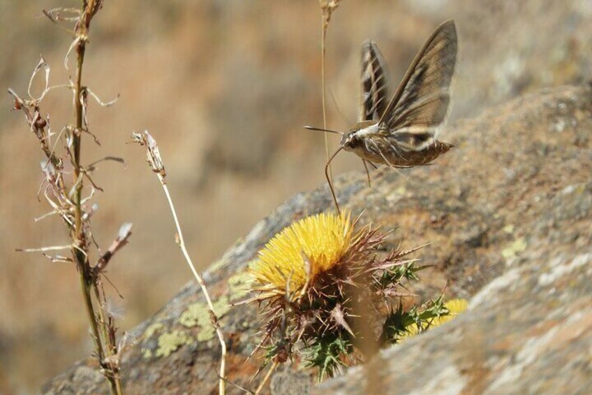 Soar like a bird over the Costa del Sol ecological tour with a natural spring