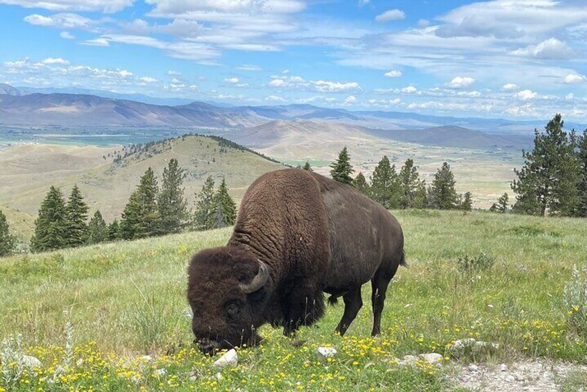 Flathead Lake & Bison Range Scenic Driving Tour