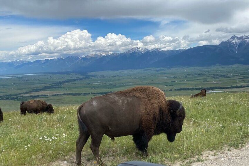 Flathead Lake & Bison Range Scenic Driving Tour