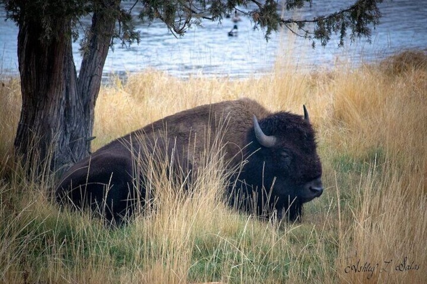 Flathead Lake & Bison Range Scenic Driving Tour