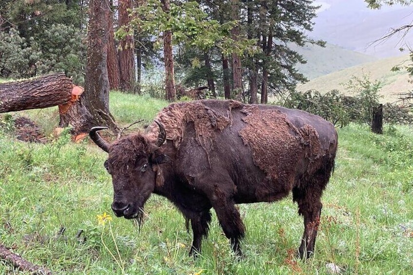 Flathead Lake & Bison Range Scenic Driving Tour