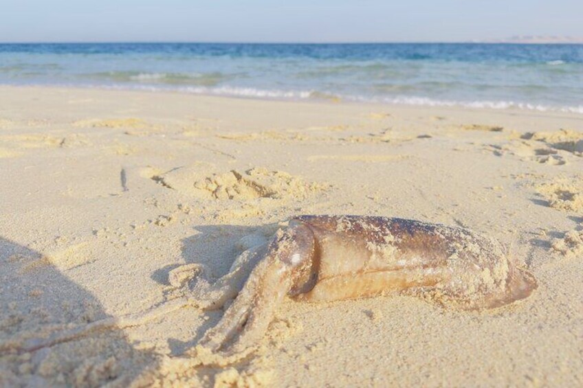 Sharing Desert Safari with Inland Sea visit