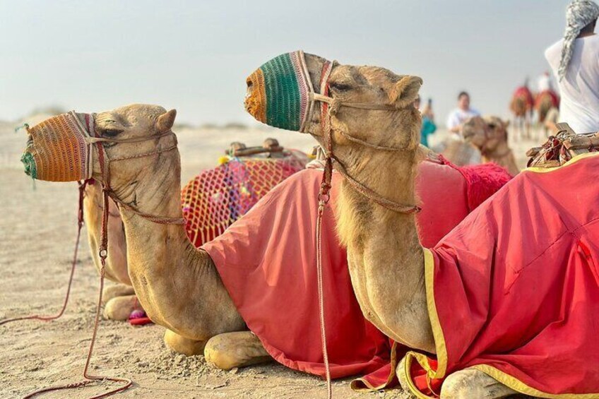 Desert safari with Free Camel ride & Falcon Photo Snap