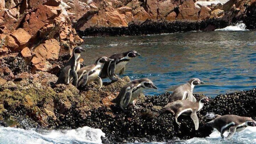 Ballestas Islands