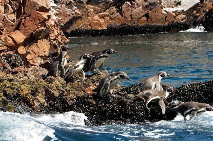 Ballestas Islands