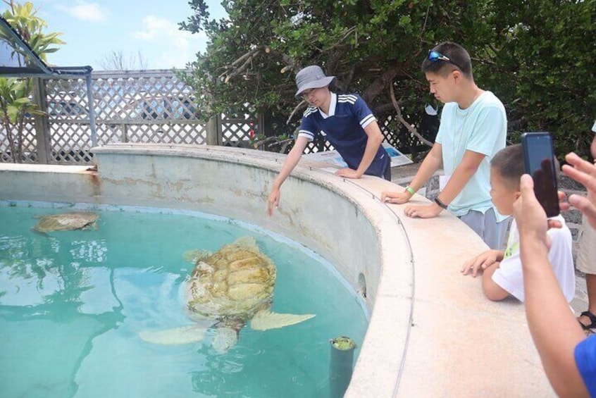 Turtles outside the Aquarium 